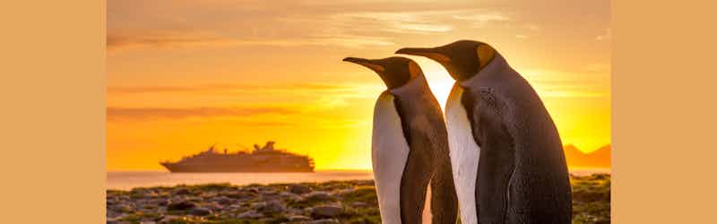 ponant-penguins