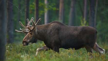 Moose