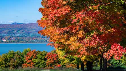 Fall Foliage