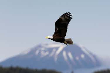 Eagle