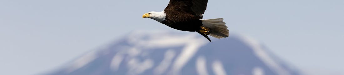 Eagle