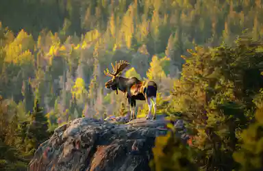 Moose