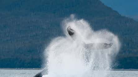 Whale