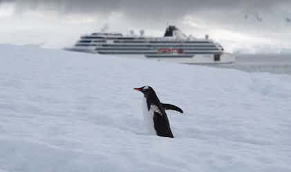 penguin in antarctica with viking octantis ship in the background