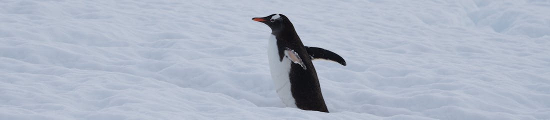 penguin in antarctica with viking octantis ship in the background