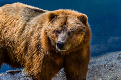 Bear