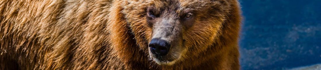 Bear