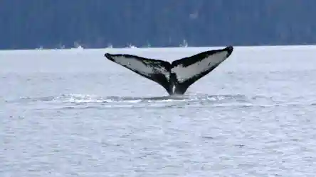 Alaska 