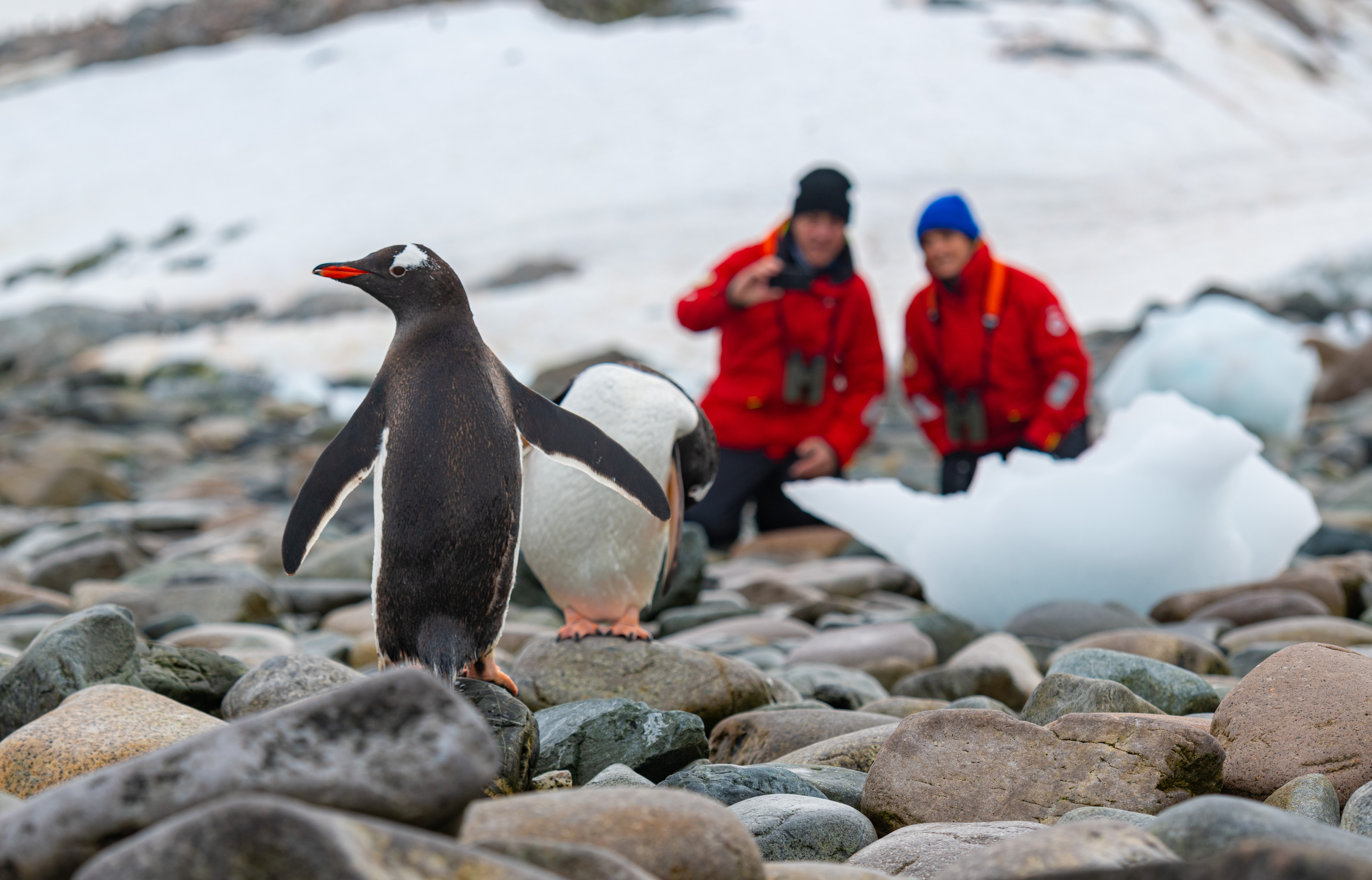 viking-expedition-antarctica-penguin