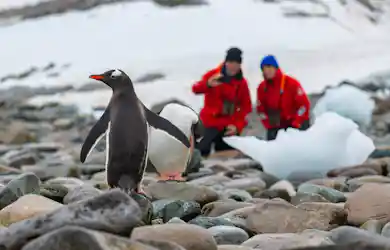 viking-expedition-antarctica-penguin