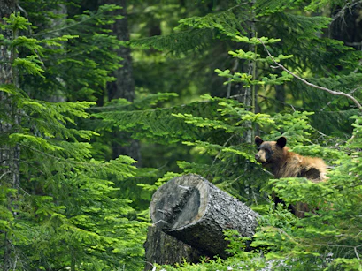Bear
