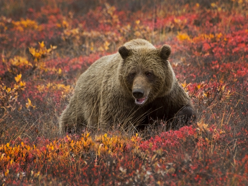 Bear