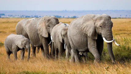 Elephants