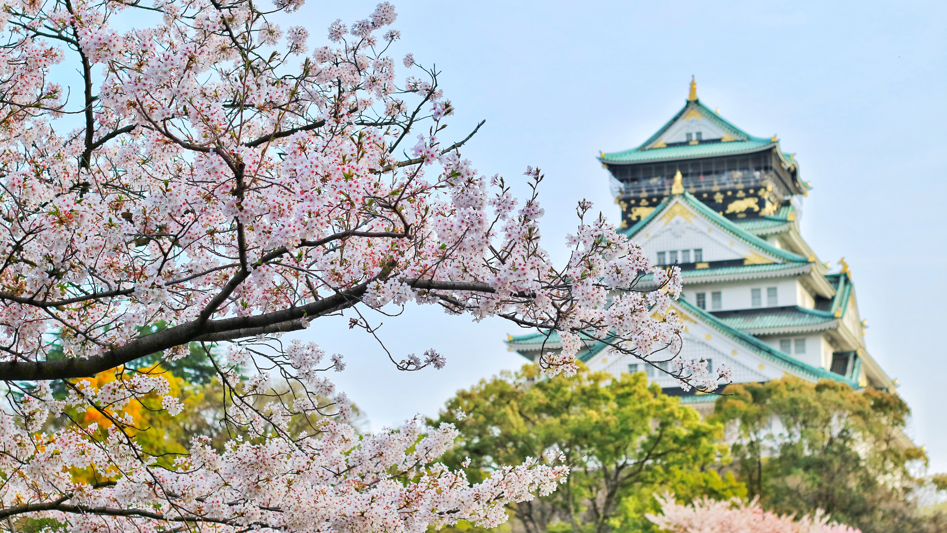 Pink cherry blossoms framing Osaka Castle with green-tiled roofs and trees in spring