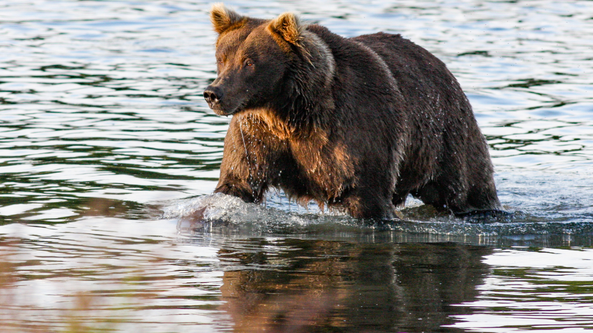 Brown bear wading in shallow river with water dripping from its fur, looking left