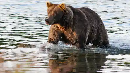 Brown bear wading in shallow river with water dripping from its fur, looking left