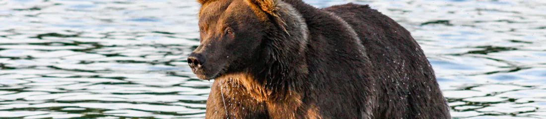 Brown bear wading in shallow river with water dripping from its fur, looking left