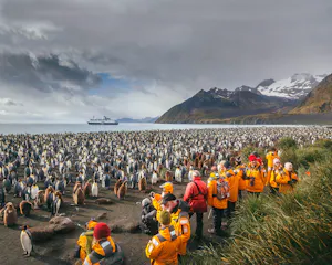 penguins in south georgia, antarctica with quark ship