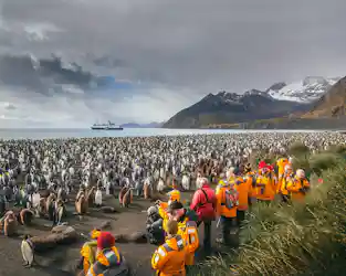 penguins in south georgia, antarctica with quark ship