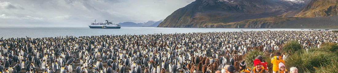 penguins in south georgia, antarctica with quark ship