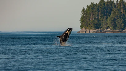 Orca breaching from ocean near a forested rocky island, water splashing.