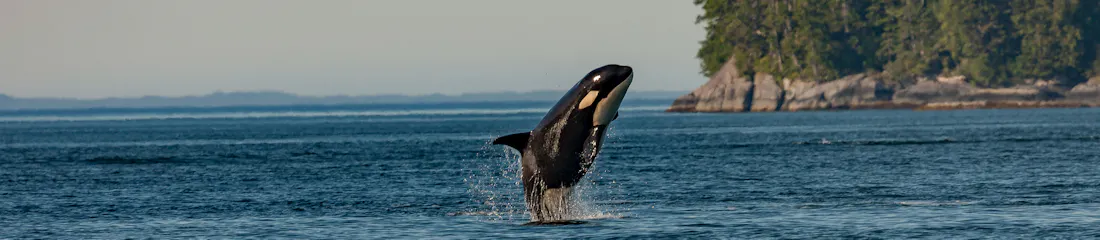 Orca breaching from ocean near a forested rocky island, water splashing.