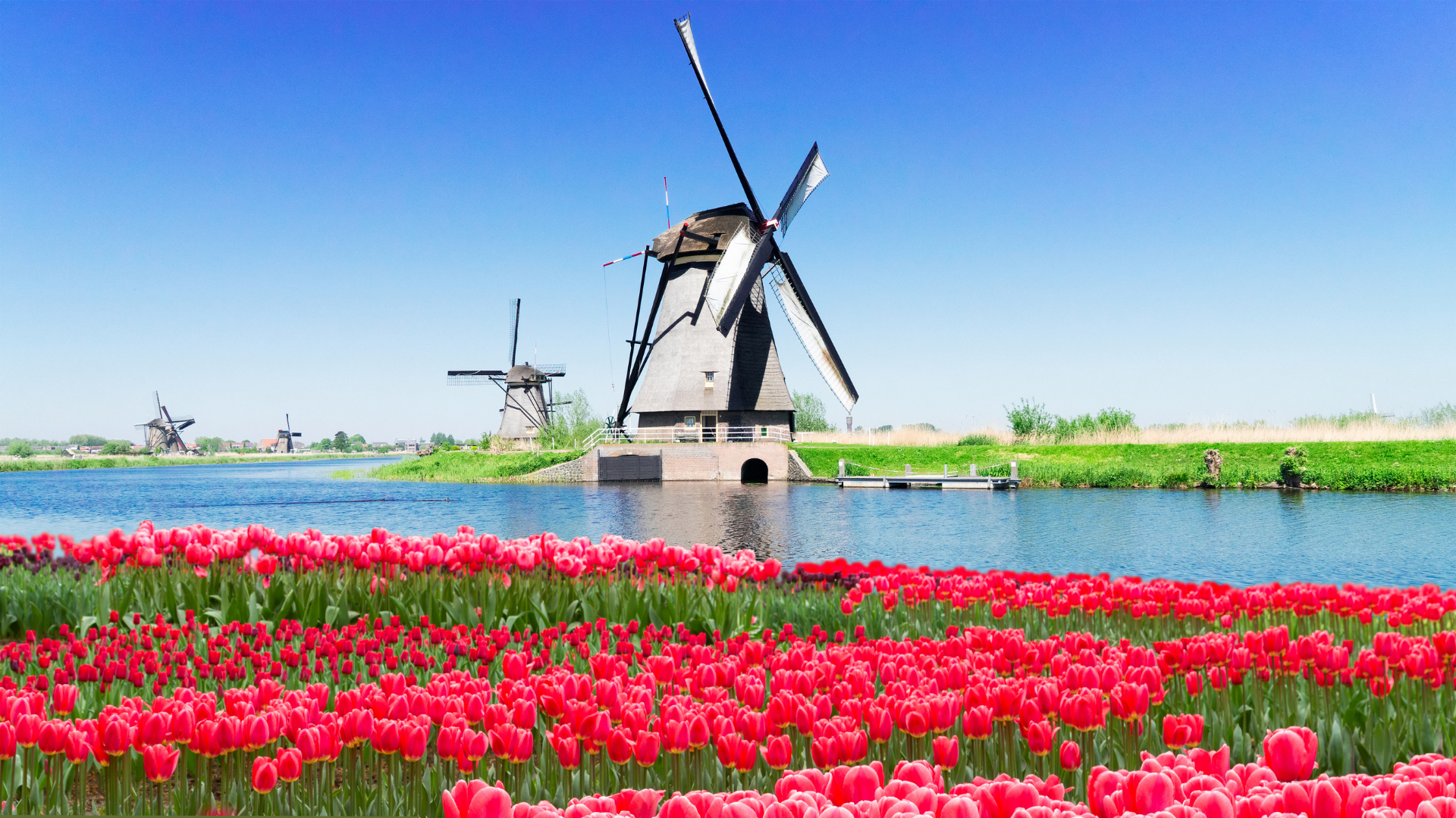 Red tulip fields in foreground, canal and large central Dutch windmill with others, blue sky
