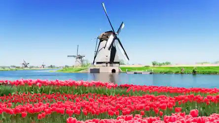 Red tulip fields in foreground, canal and large central Dutch windmill with others, blue sky