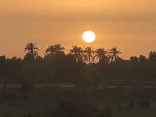 Sunset over silhouetted palm trees above flat farmland, large sun low on orange sky