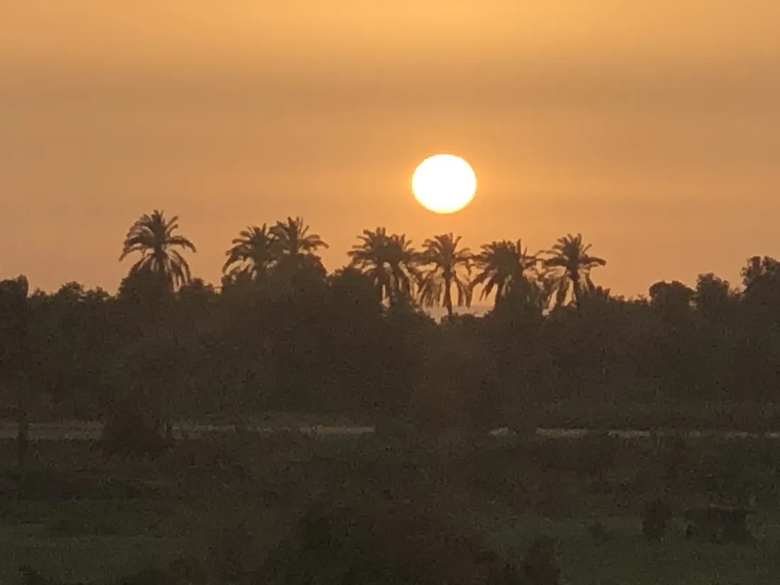 Sunset over silhouetted palm trees above flat farmland, large sun low on orange sky