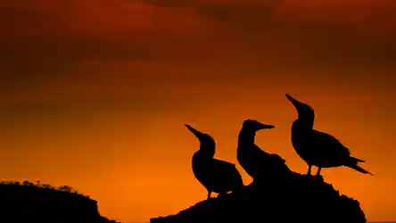 Three silhouetted birds perched on a rocky outcrop against an orange sunset sky