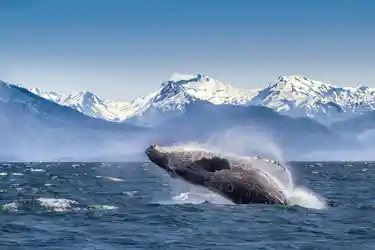 Photograph of humpback whale breaching near icy coastline with snow-capped mountains