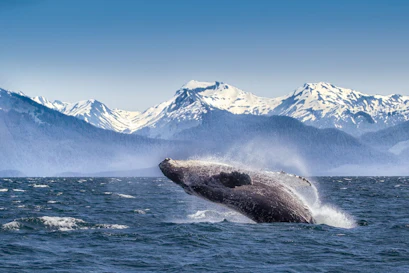Photograph of humpback whale breaching near icy coastline with snow-capped mountains