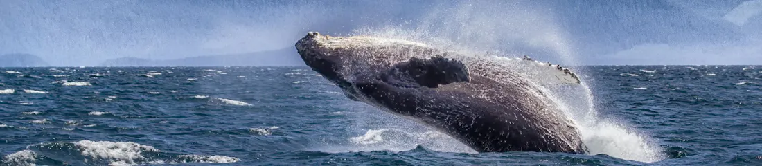 Photograph of humpback whale breaching near icy coastline with snow-capped mountains