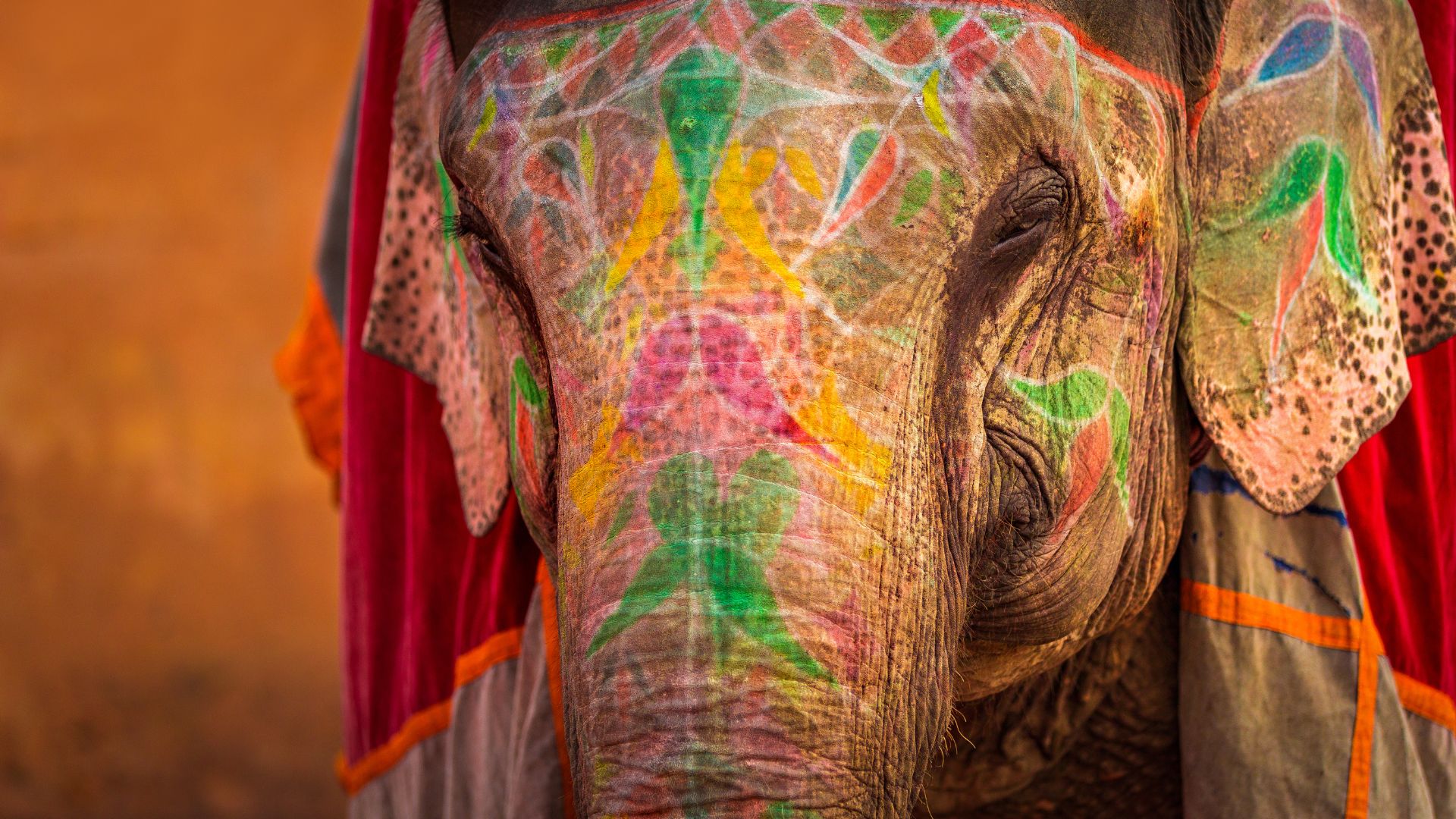 Decorated elephant face with colorful painted floral patterns and draped ceremonial cloth