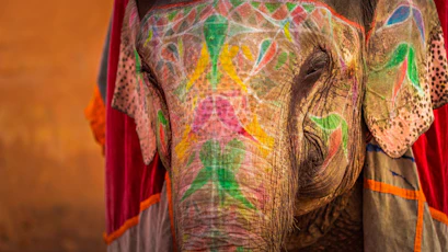 Decorated elephant face with colorful painted floral patterns and draped ceremonial cloth