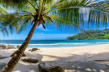 Tropical leaning palm shading white sand beach, turquoise sea and green hillside