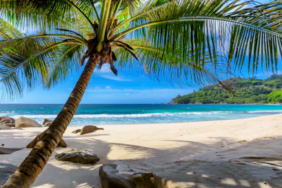 Tropical leaning palm shading white sand beach, turquoise sea and green hillside