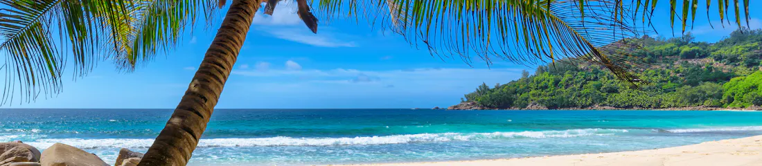 Tropical leaning palm shading white sand beach, turquoise sea and green hillside