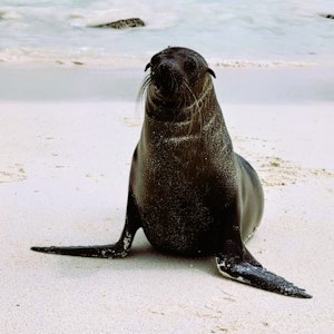 Dark sea lion facing camera with sandy flippers, sitting on white beach with gentle surf