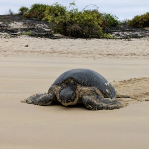 Large sea turtle facing camera on sandy beach, flippers splayed, dunes and shrubs