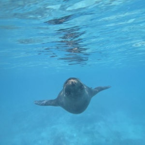 Curious seal pup swimming toward camera underwater with spread flippers near surface in blue water
