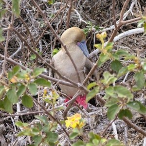 Red-footed booby with blue bill and red feet nesting among tangled branches and green leaves