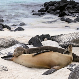Two sea lions resting on a sandy shore among dark volcanic rocks with ocean surf