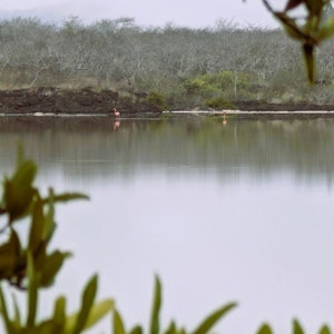 Two pink flamingos wading at opposite edges of a calm lagoon, reflections, framed by green leaves