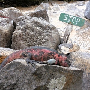 Large red-and-black marine iguana sprawled on coastal rocks beside a small green "STOP" sign