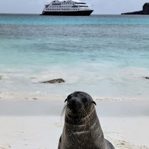 Sea lion on white sand beach with turquoise water and a cruise ship on the horizon