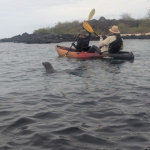 Two kayakers near a rocky shore as a seal surfaces beside their kayak.