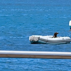Sea lion perched in a white inflatable dinghy floating on blue ocean, boat railing in foreground