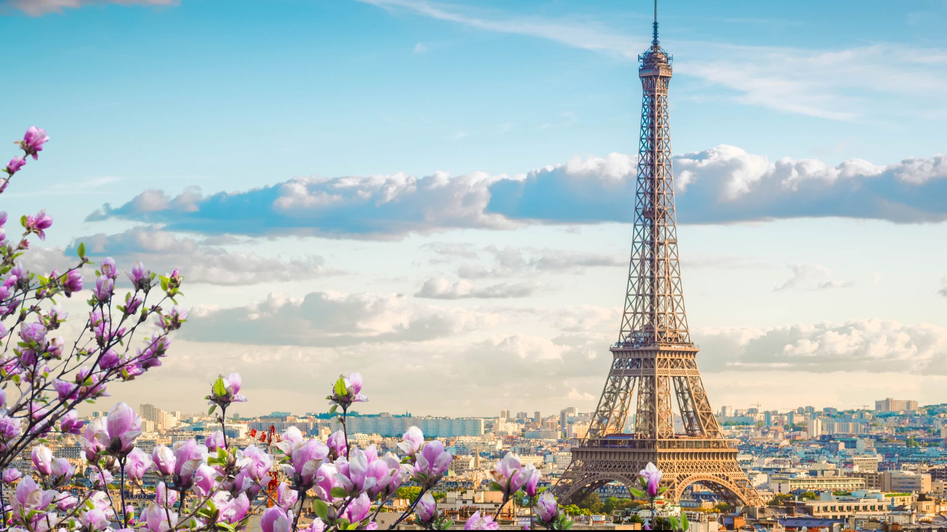 Eiffel Tower over Paris skyline framed by blossoming pink magnolia branches